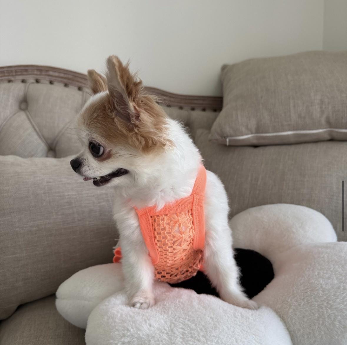 Boho Fringe Crochet Top, S-2XL, Small Dog Clothes, Soft & Sweet Dog Top, Dog Summer Knit, NKPUP - NKpup