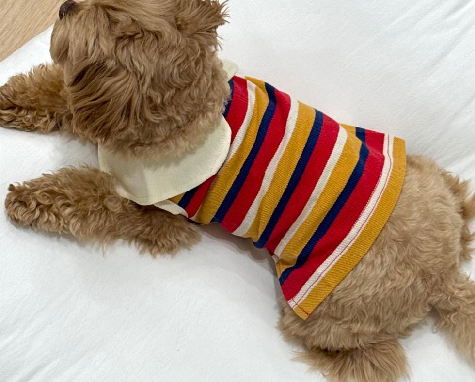 Retro Stripe Collar Shirt, XS-2XL, Dog-Tee, Dog T-shirt, Dog Top, Dog Clothing, Dog Fashion, Dog Apparel - NKpup
