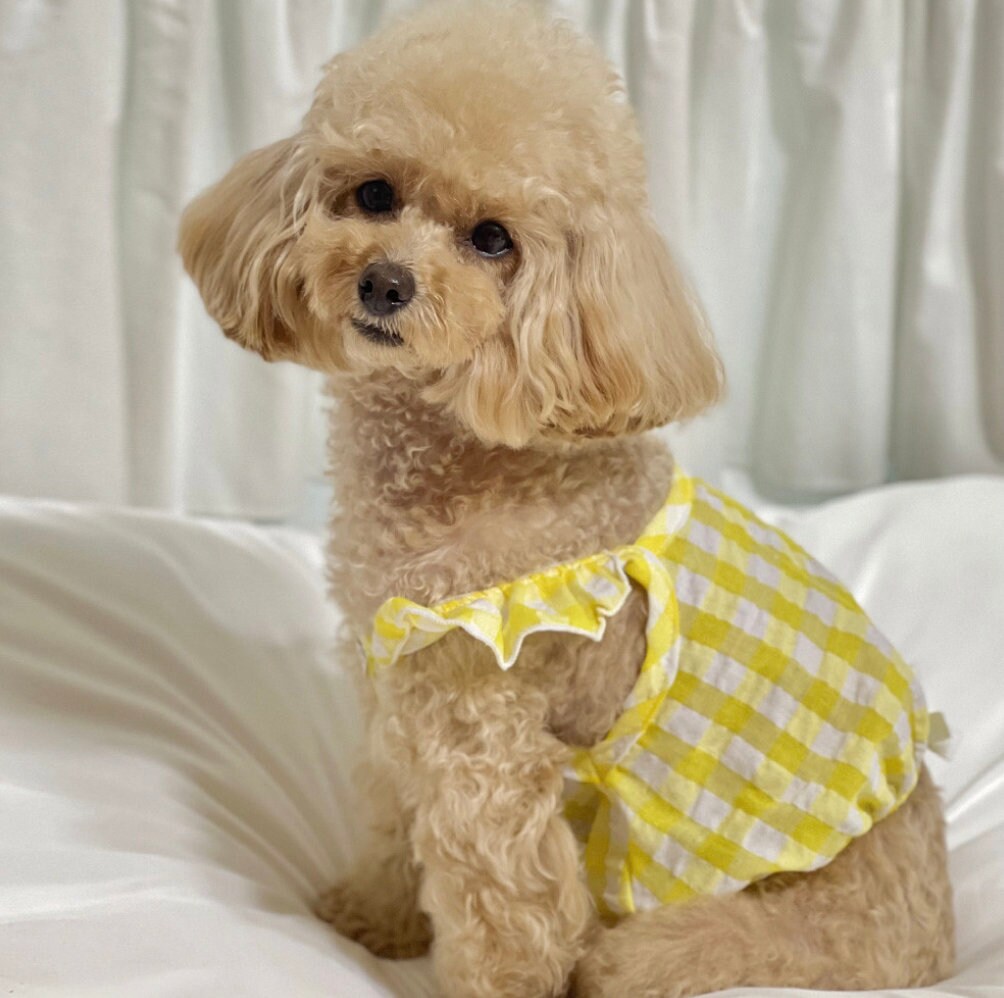 Gingham Crop Top