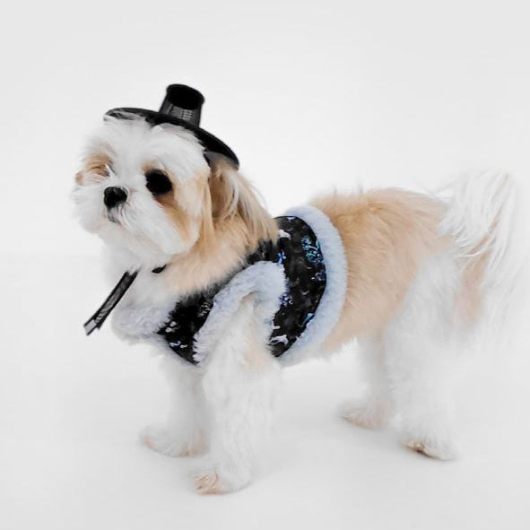 Small dog wearing a festive outfit with a top hat and scarf on a white background