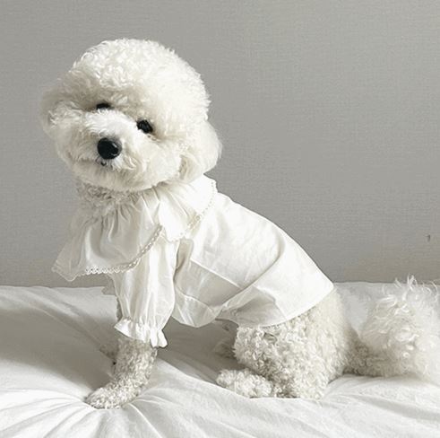 Elegance Ruffle Dog Blouse