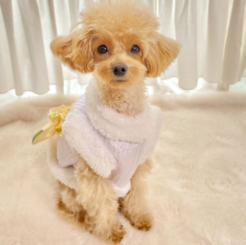Butterfly Quilted Vest Pet Hanbok