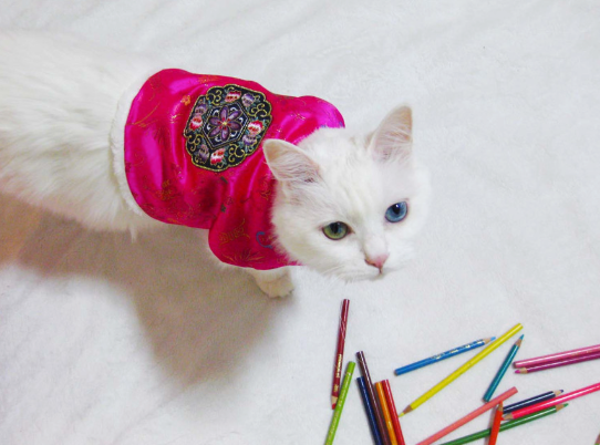 NKpup pink Korean traditional embroidery vest pet hanbok with floral pattern