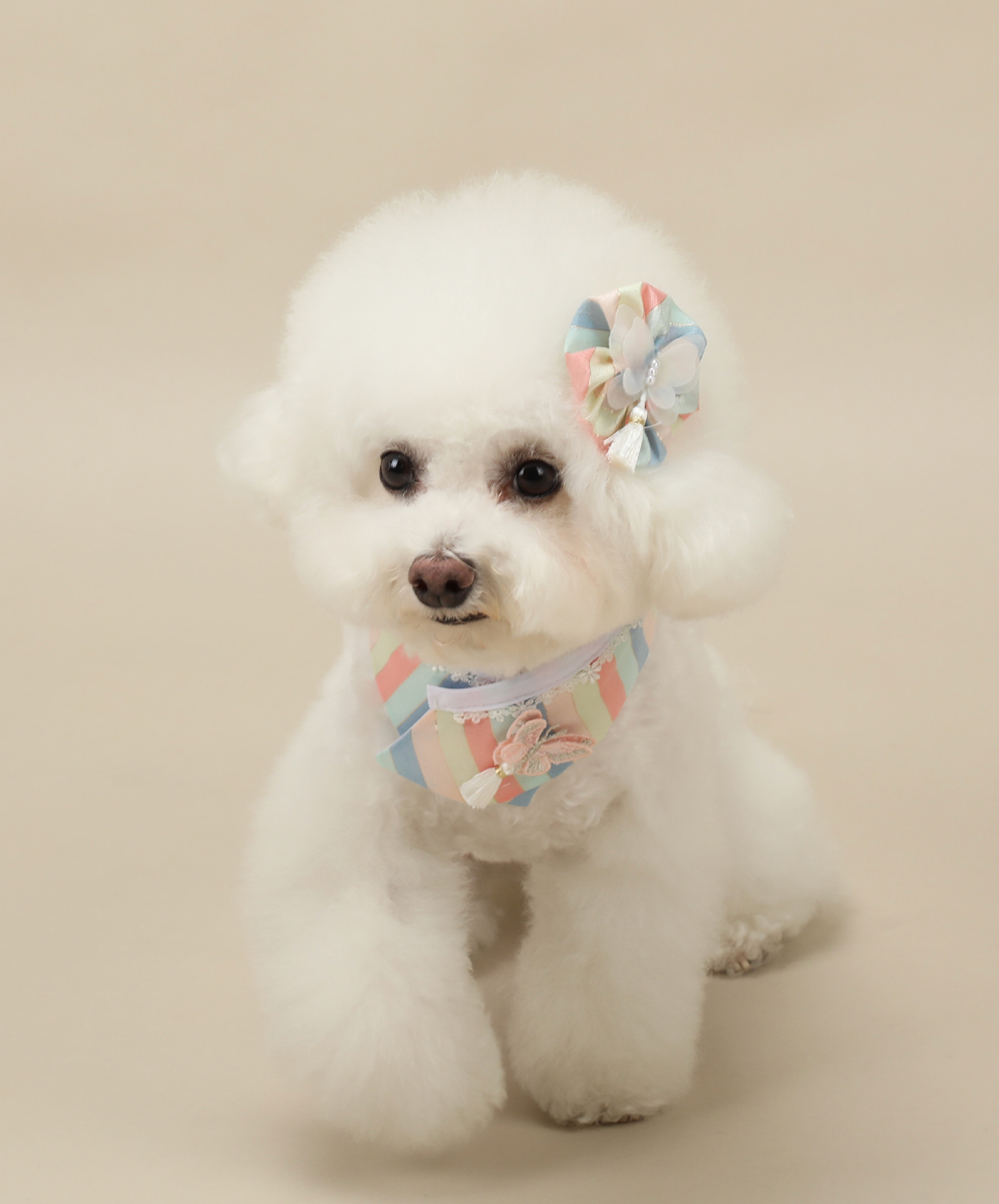 Butterfly Saekdong Pet Hanbok Cape