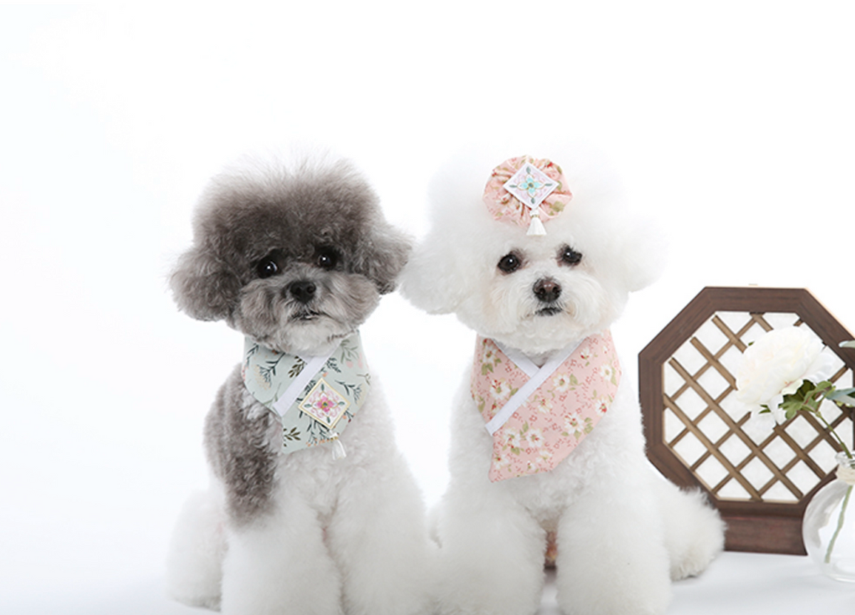 NKpup Floral Saekdong Pet Hanbok Capes in sage green and pink with traditional patterns.