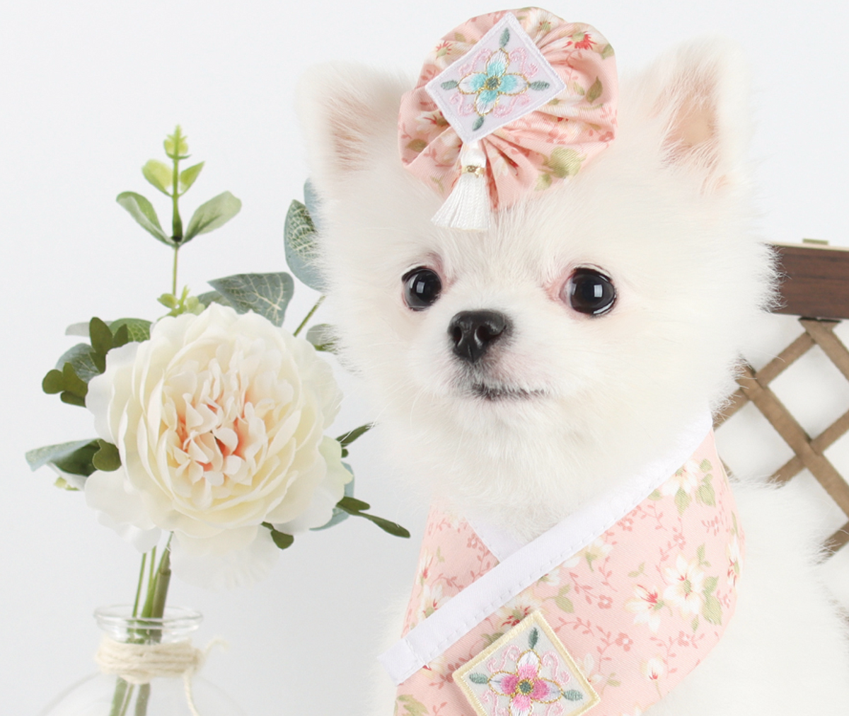 Small white dog wearing a pink floral Saekdong pet hanbok cape and matching floral hair accessory.