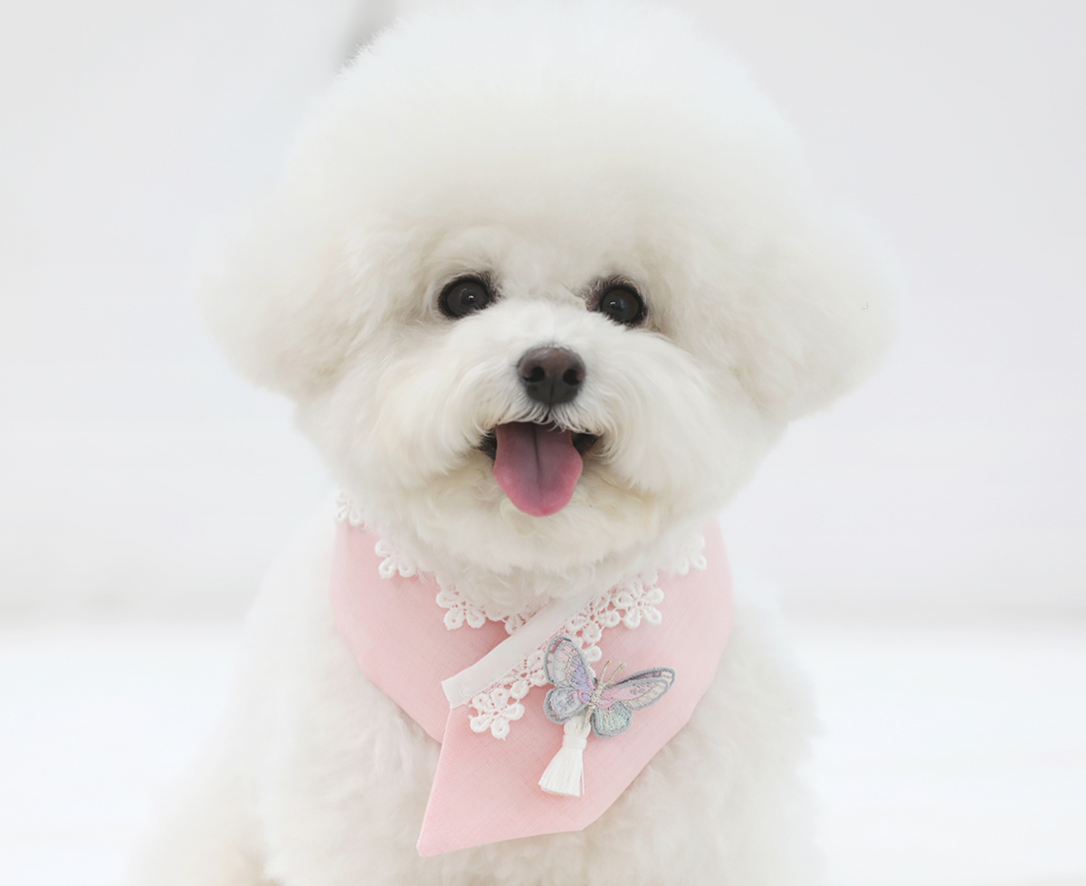 Butterfly Pet Hanbok Cape