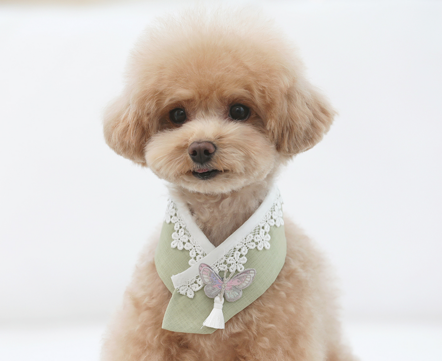 Butterfly Pet Hanbok Cape