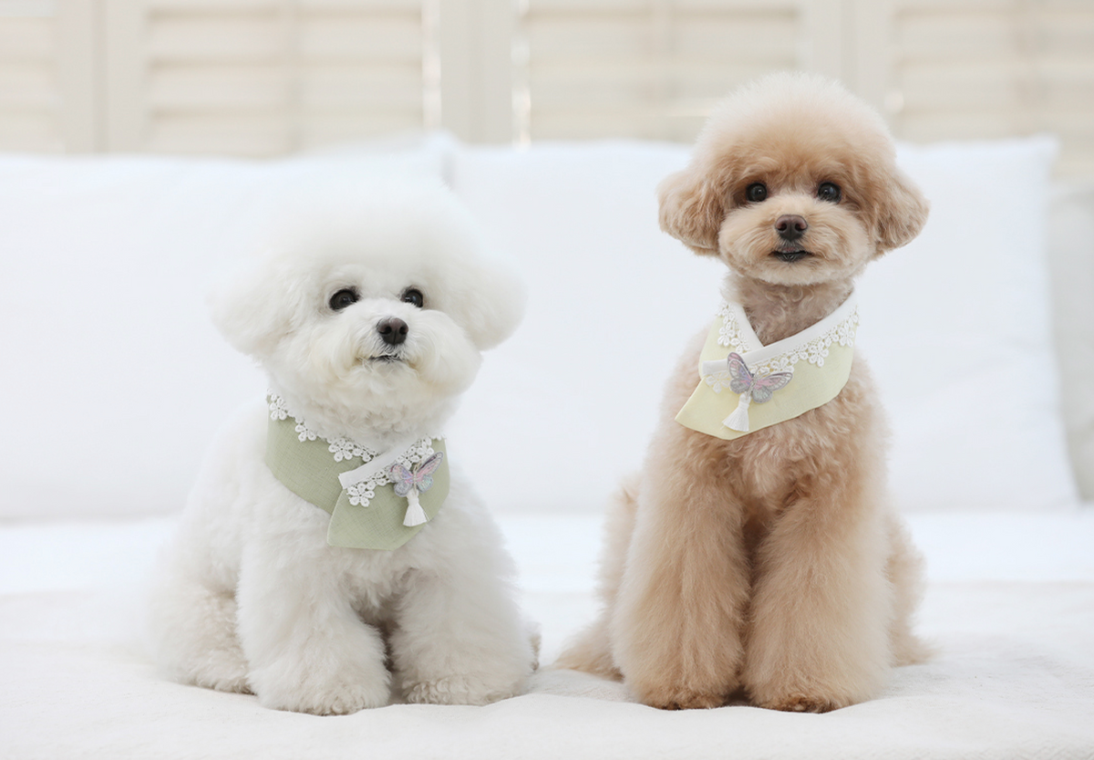 Butterfly Pet Hanbok Cape