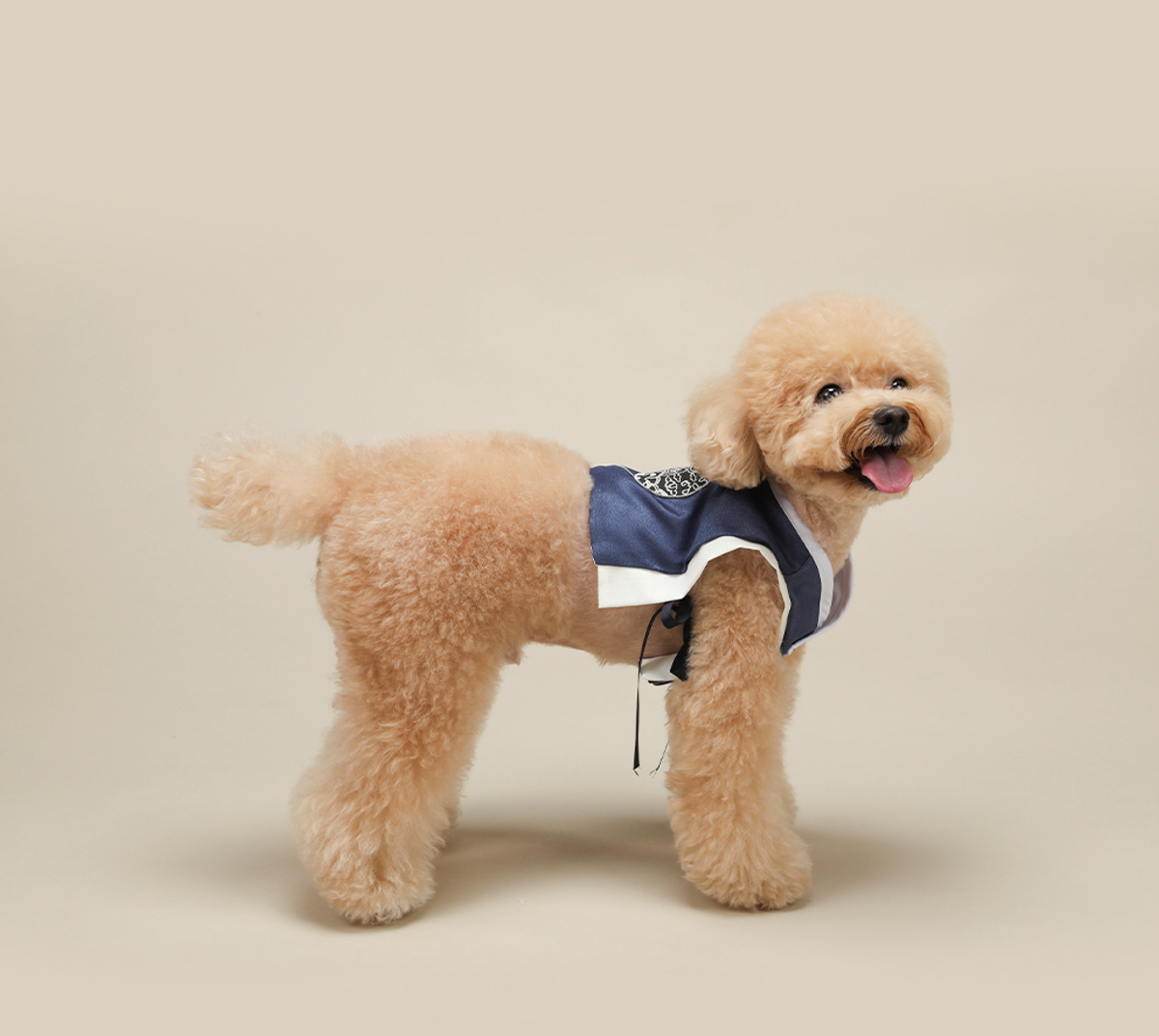 Navy blue Baeja pet hanbok vest with white trim