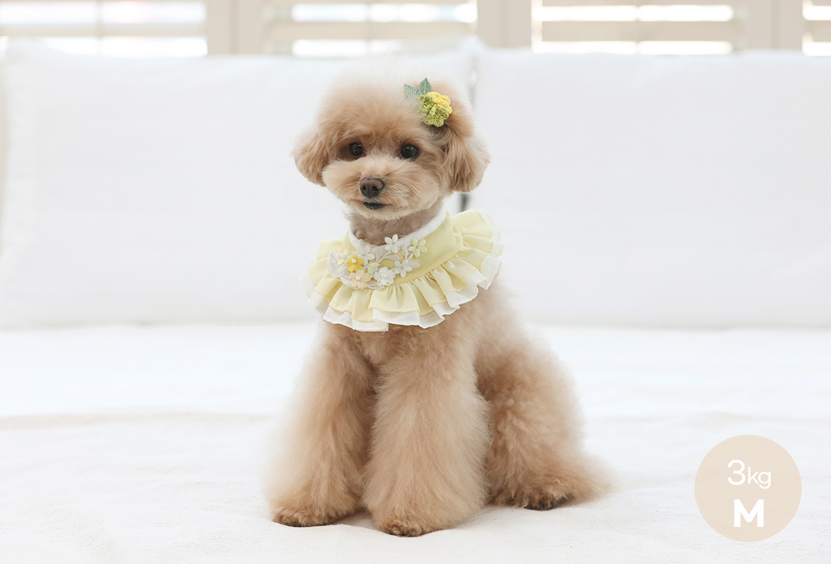 Floral ruffle pet hanbok cape in pale yellow with delicate flower embellishments by NKpup