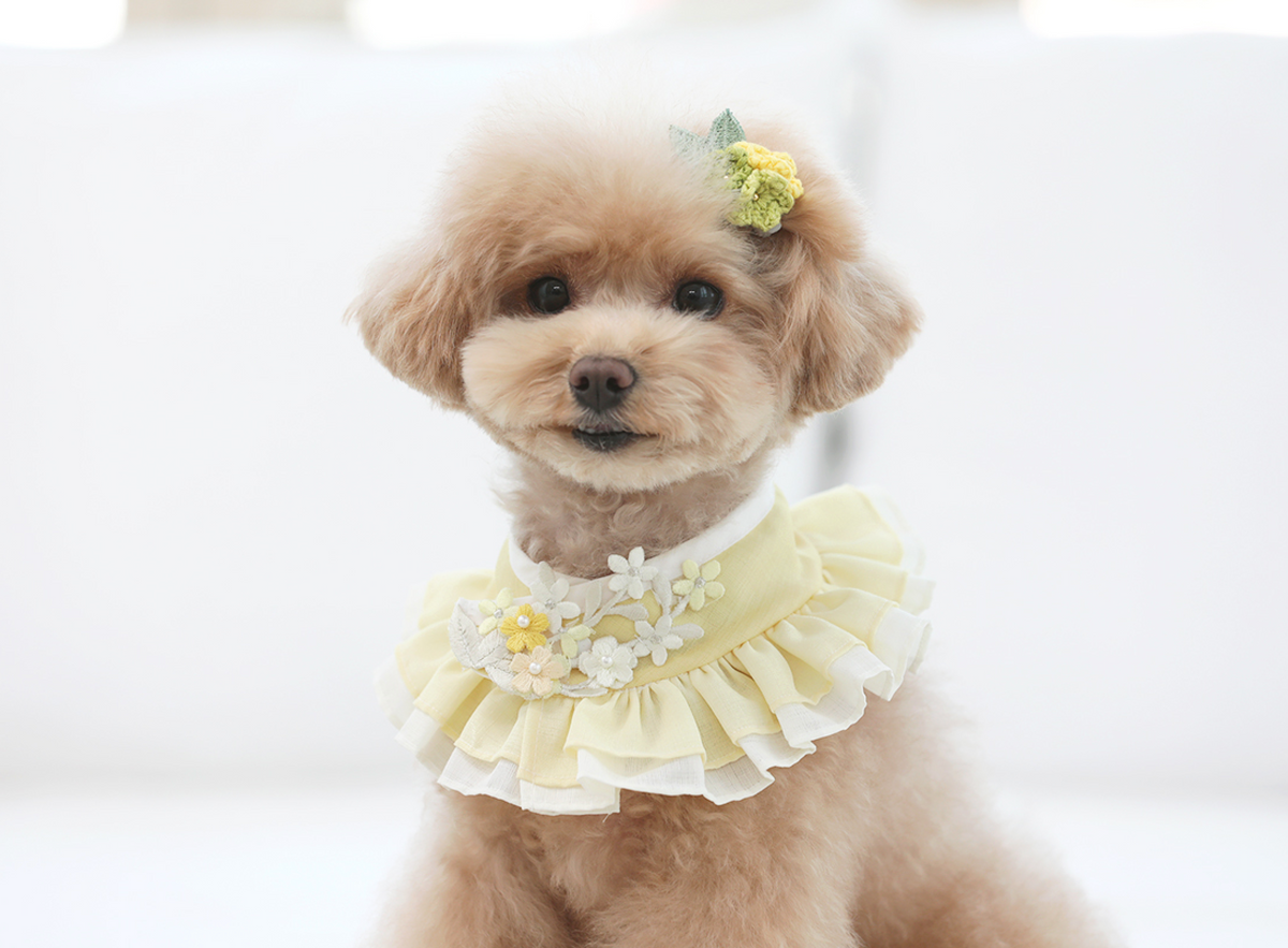Floral ruffle pet hanbok cape in pale yellow with white flower embellishments by NKpup