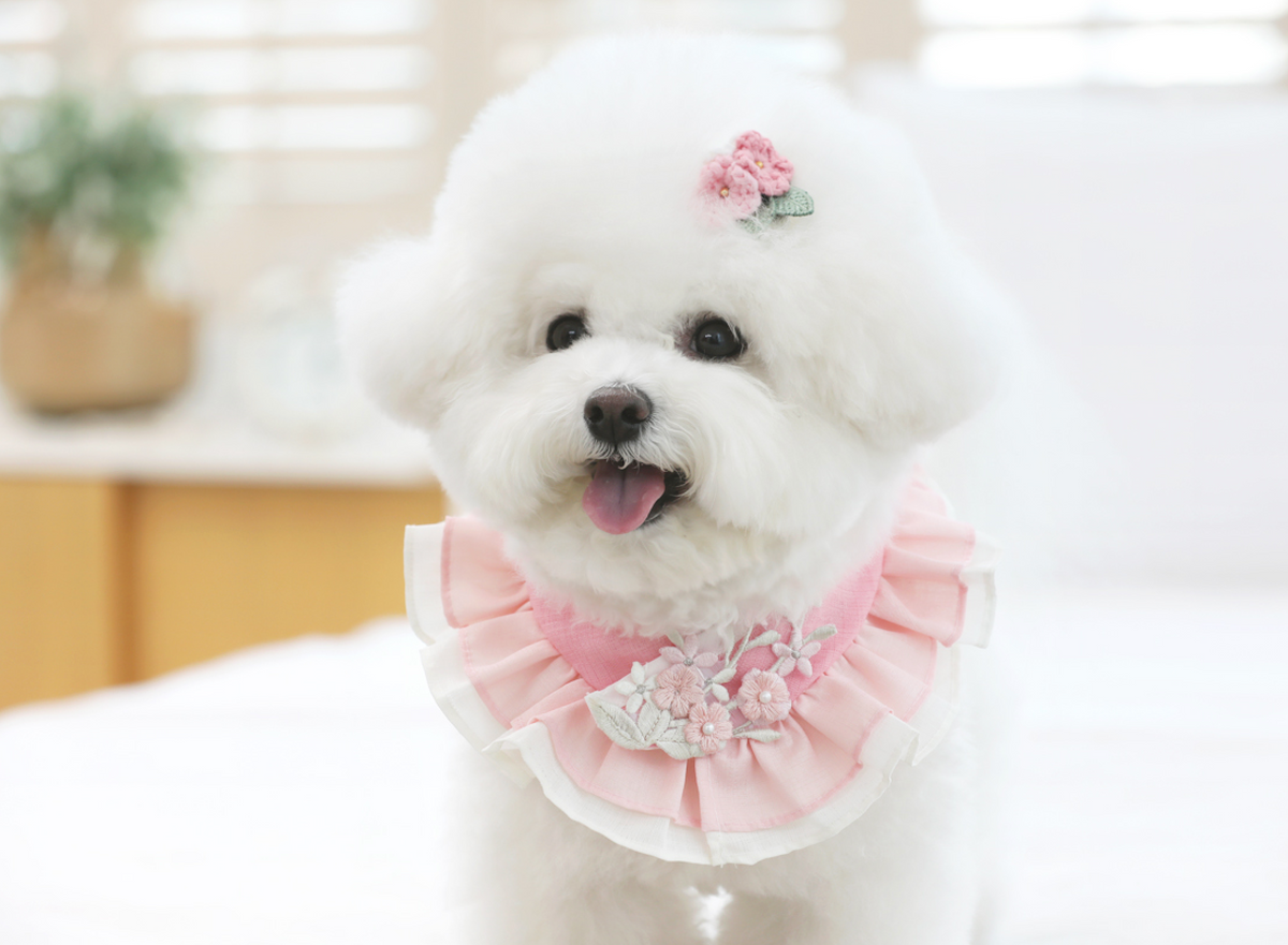 Pink floral ruffle pet hanbok cape with delicate flower embroidery by NKpup