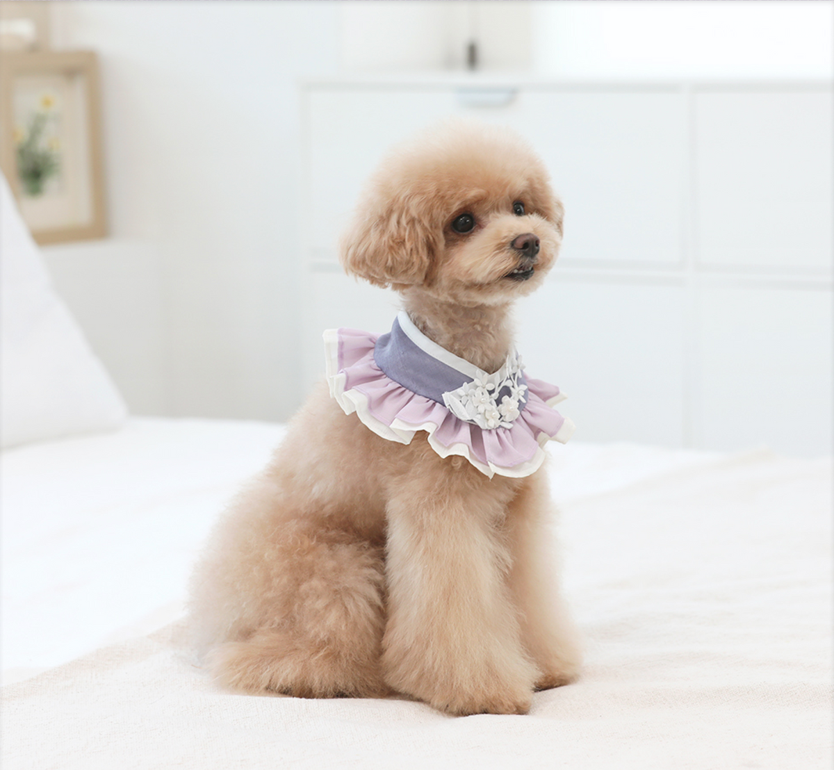 NKpup floral ruffle pet hanbok cape in lavender and white.