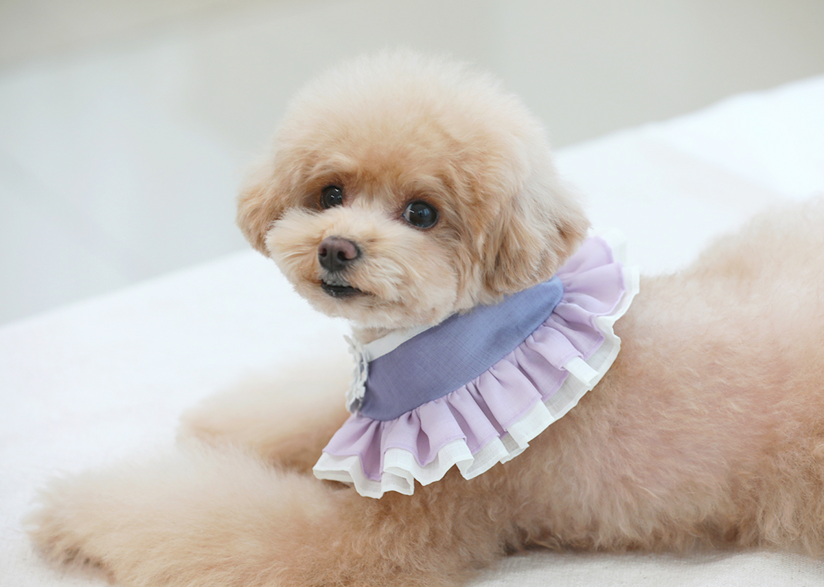Lavender floral ruffle pet hanbok cape by NKpup