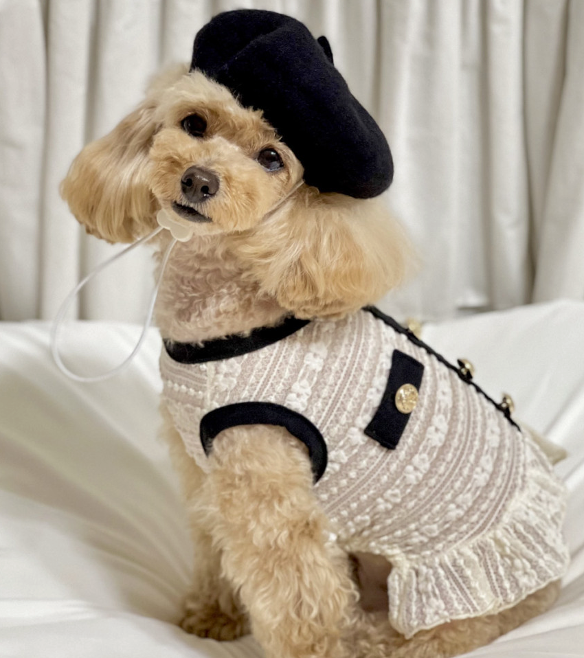 French Beret Dog Hat