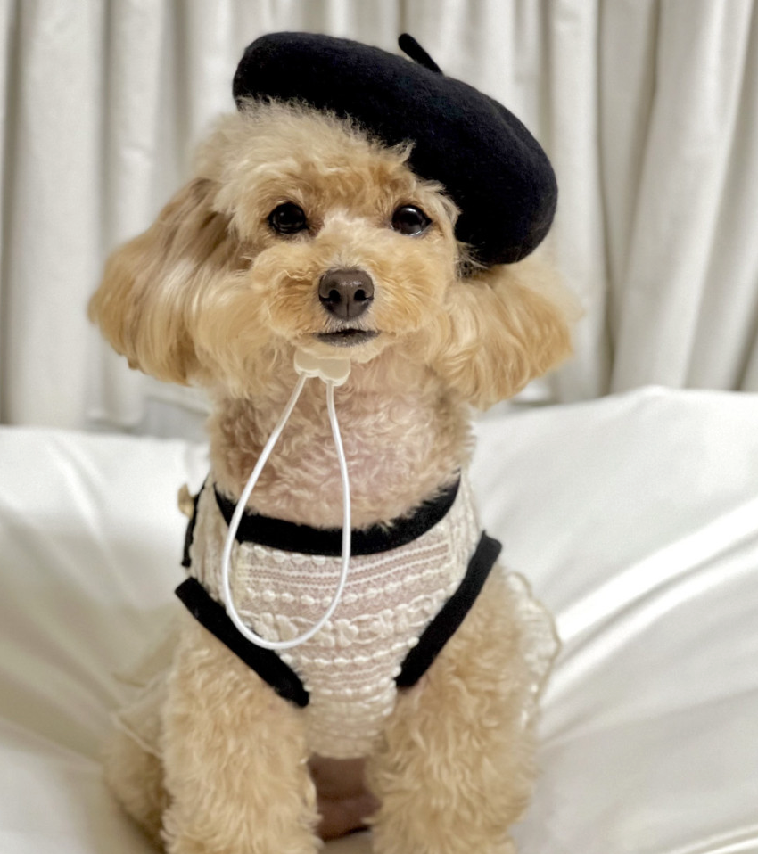 French Beret Dog Hat