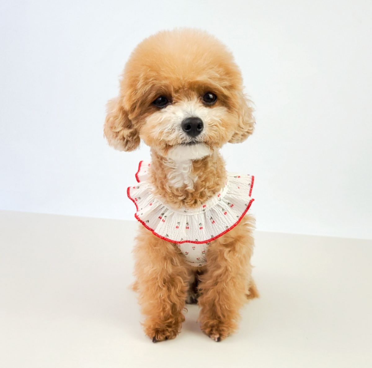 White NKpup sleeveless dog shirt with red cherry pattern and ruffled collar