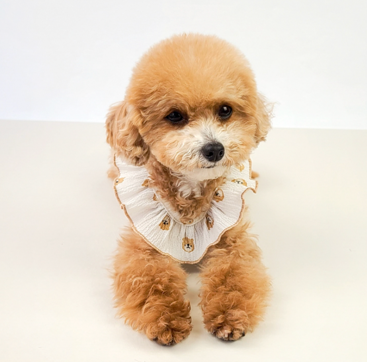 NKpup Wing Sleeveless white dog collar with ruffled edges and small bear pattern