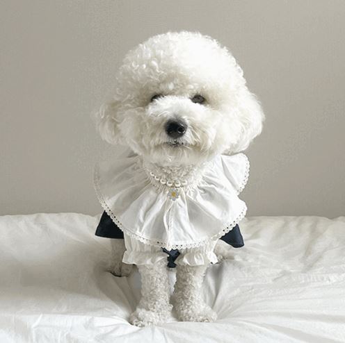 Elegance Ruffle Dog Blouse
