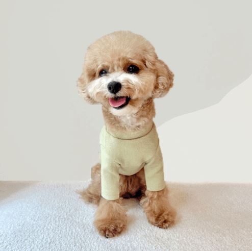 Solid Crewneck Top