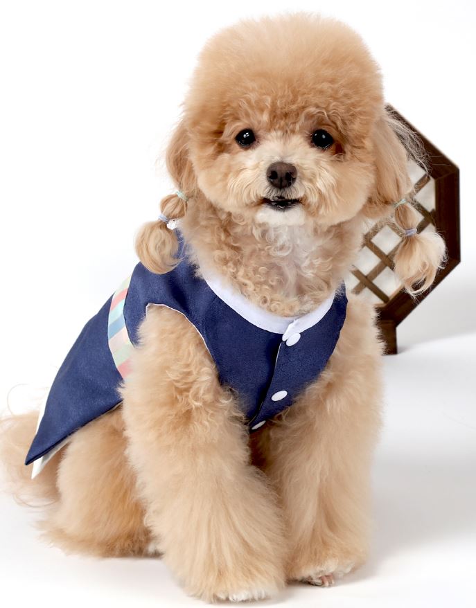 Navy Blue Pet Hanbok