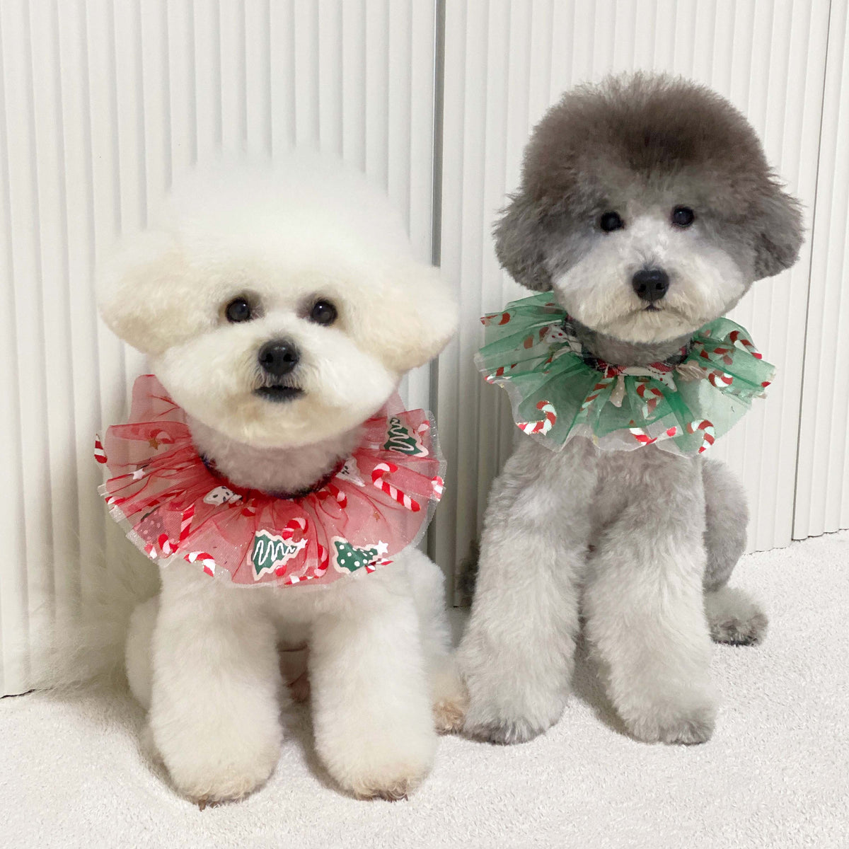 Christmas Chiffon Dog Cape