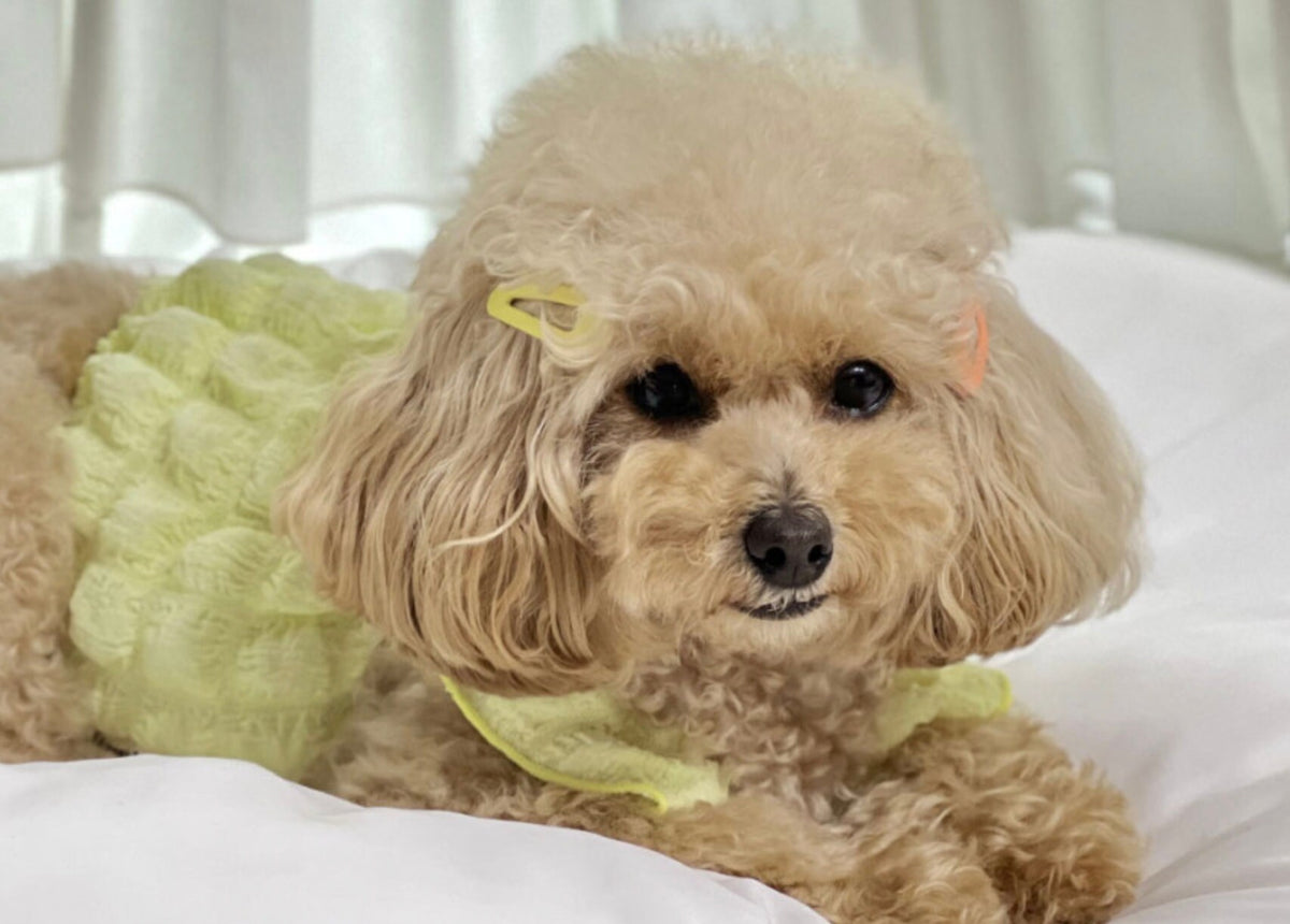 NKpup textured ruffle dog crop tank top in light lime green