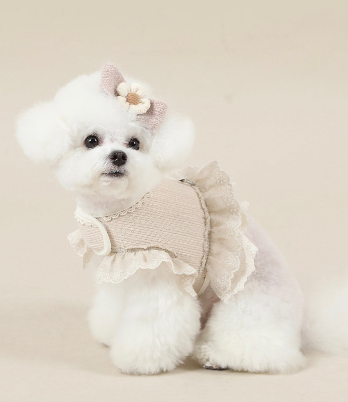 White dog wearing a beige organic cotton frilled harness with lace trim and a matching flower hair accessory