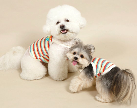 NKpup Ranibow Ribbed Top for dogs featuring a colorful rainbow striped pattern.
