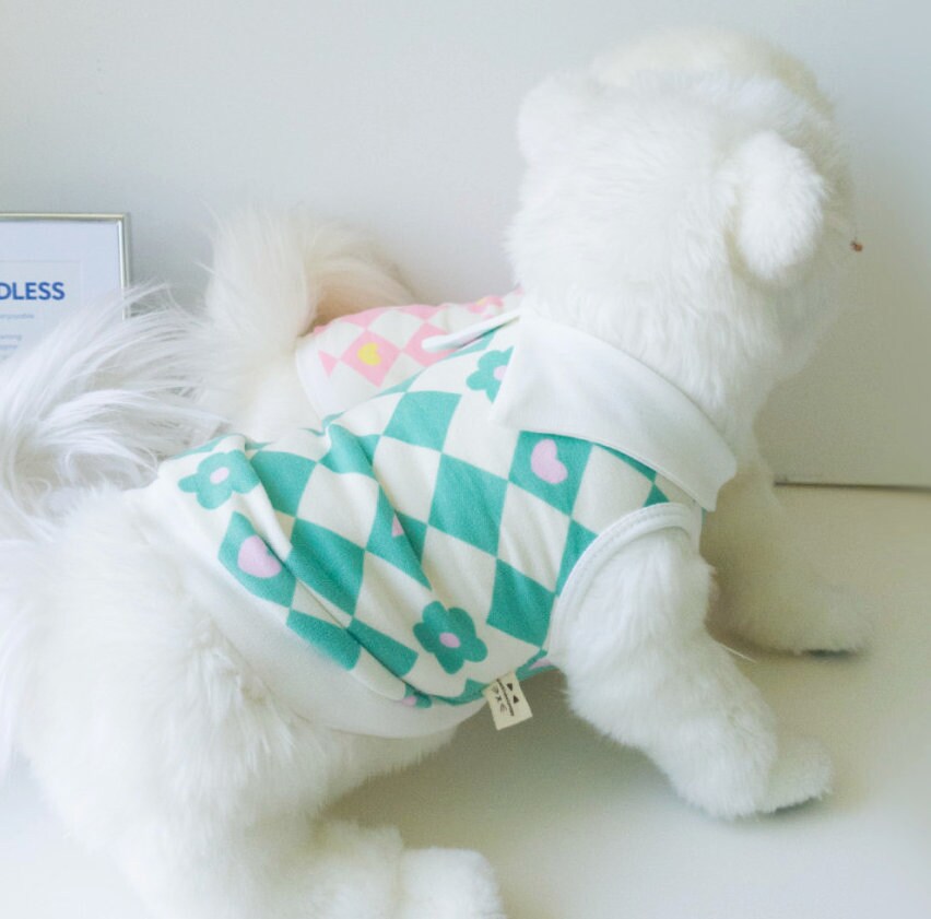 White dog wearing an NKpup checkerboard flower dog shirt in mint green and cream.