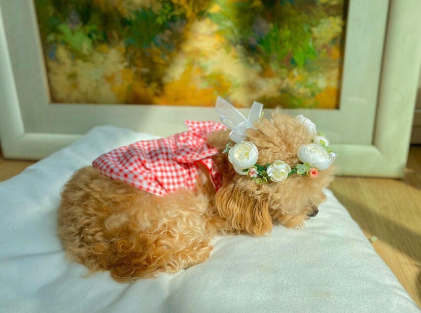 Charming Floral Wreath, Pet Wedding, Dog Wedding Crown, Small Dog Wedding, Pet Accessory, NKpup - NKpup