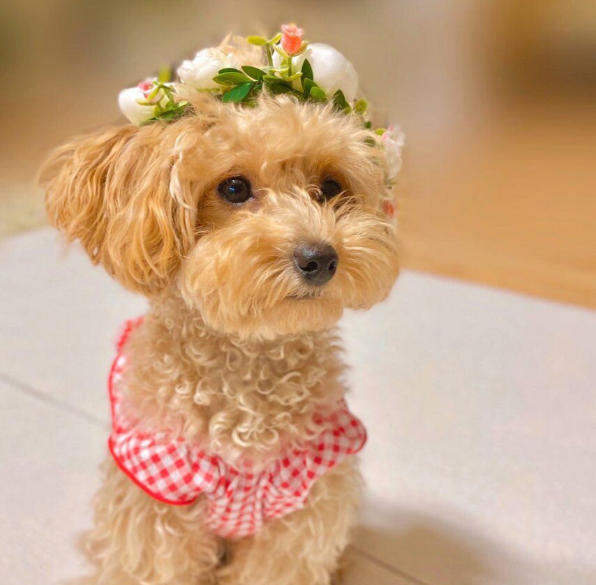 Charming Floral Wreath, Pet Wedding, Dog Wedding Crown, Small Dog Wedding, Pet Accessory, NKpup - NKpup