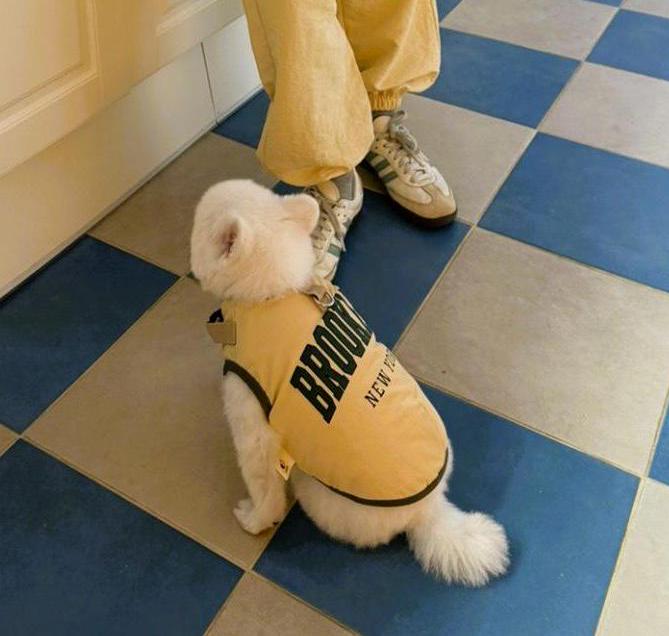 Brooklyn D-Ring padded dog vest in mustard yellow with black graphic text.