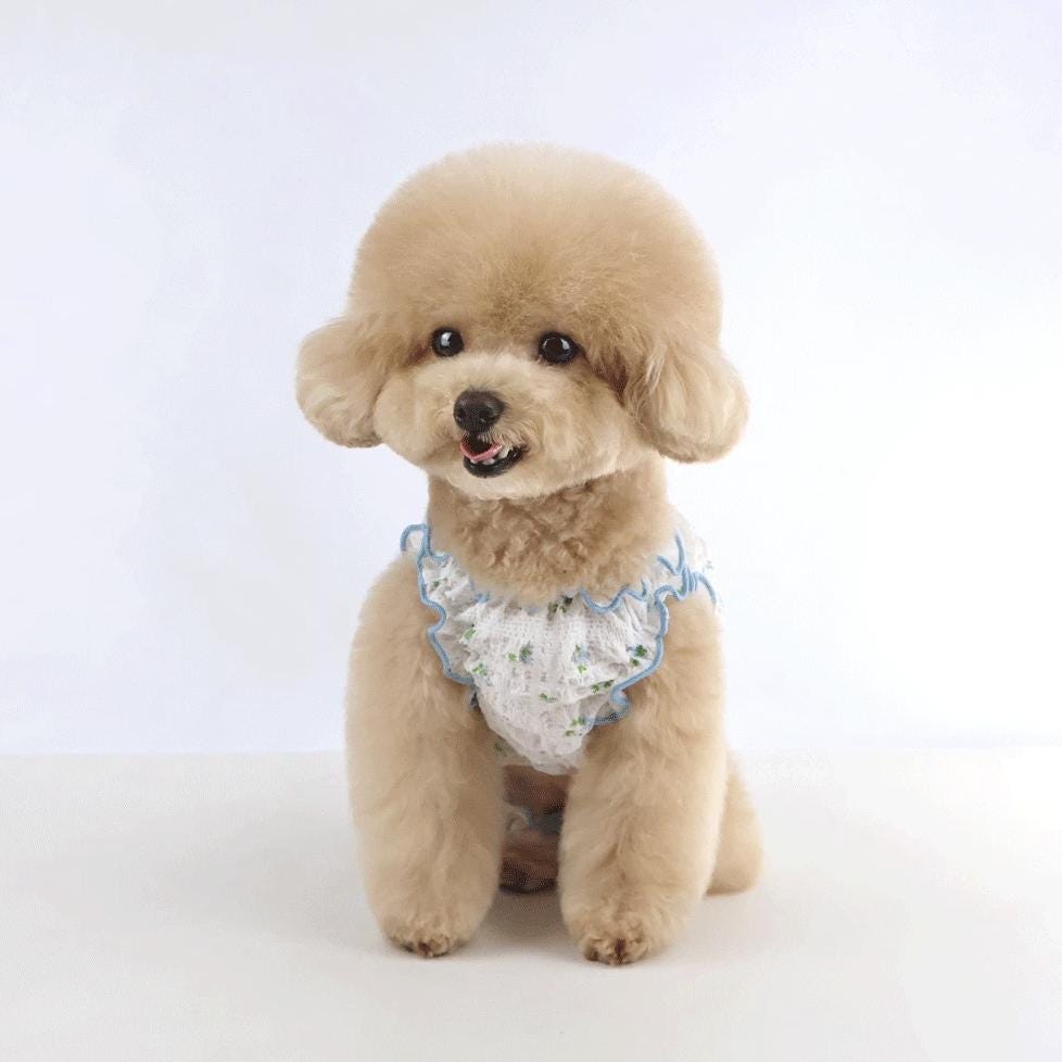 Peony floral dog overall and matching headband set in white with blue trim