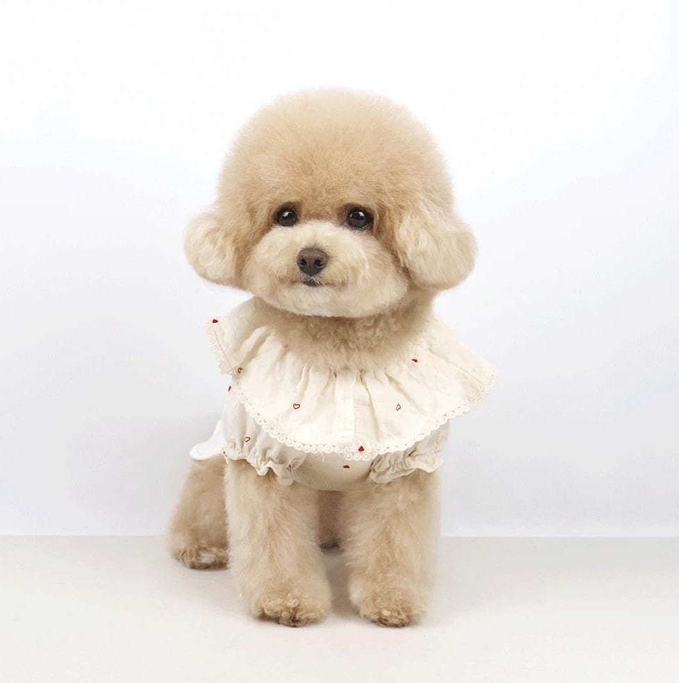 NKpup Heart Dot Lace Collar Dog Blouse in cream with red heart pattern