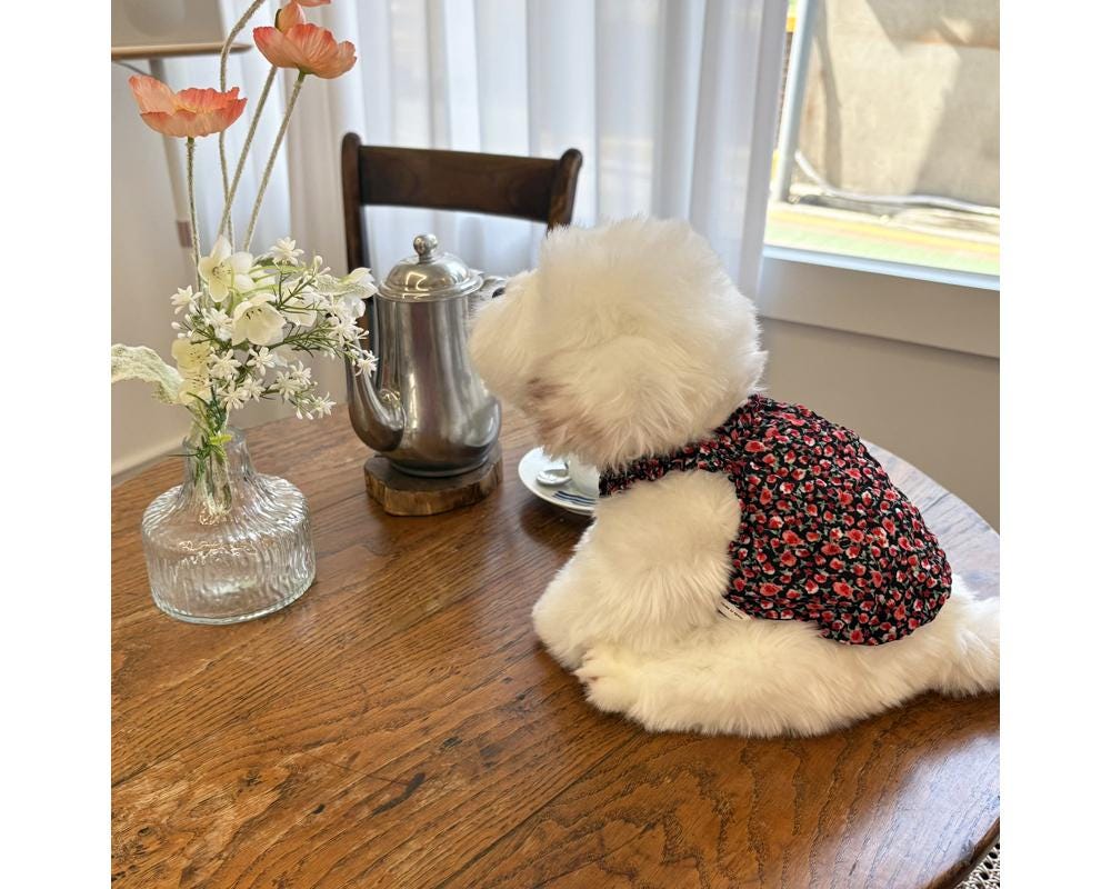 White dog wearing a black floral pattern ruffle neck top by NKpup