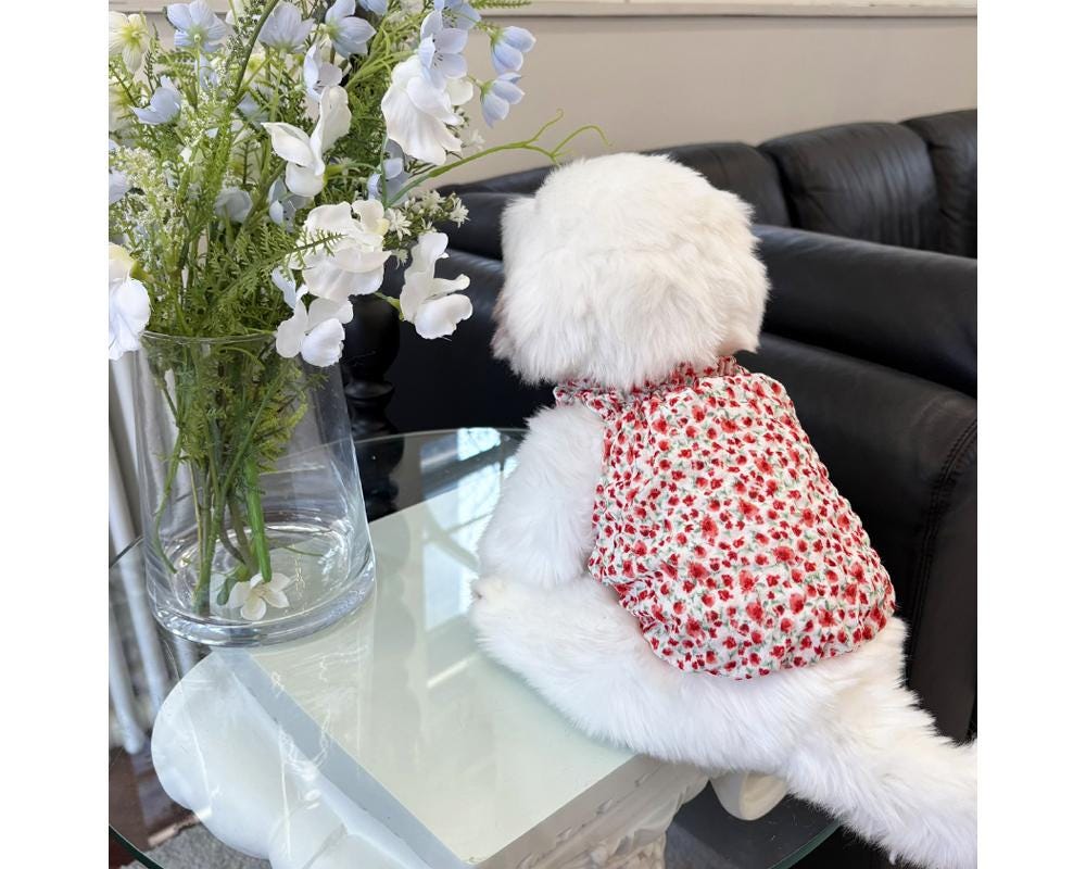 White dog wearing an NKpup ruffle neck floral print dog shirt