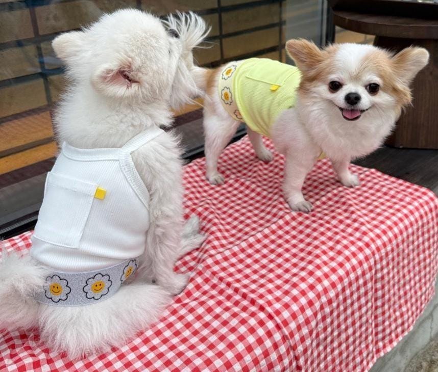 Happy Daisy Cooling Ribbed Dress, S-2XL, Small Dog Shirt, Small Dog Clothes, Dog Blouse, Gift for Dogs, NKPUP - NKpup