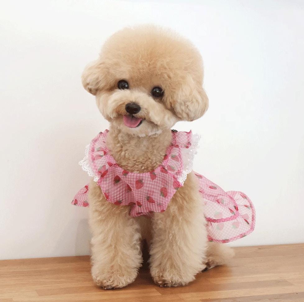 NKpup Strawberry Picnic pink checkered dog dress with strawberry pattern and white lace trim.