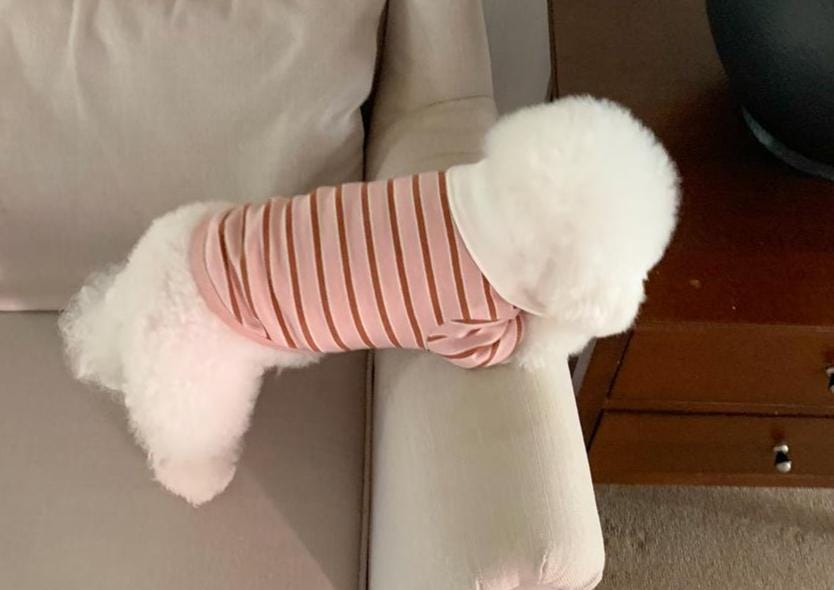 Striped Polo Shirt, S-XL, Small Dog Clothes, Dog Cute Top, Dog Comfy Top, Dog Knit, Gift for Furry Friends, NKPUP - NKpup