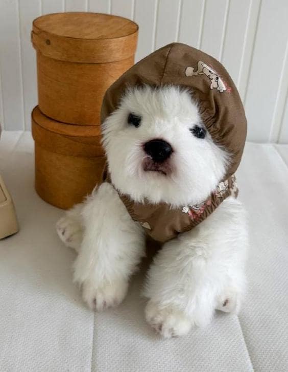 Squirrel Hoodie Vest, S-XL, Small Dog Clothes, Dog Cute Outer, Dog Comfy Jacket, Gift for Furry Friends, NKPUP - NKpup