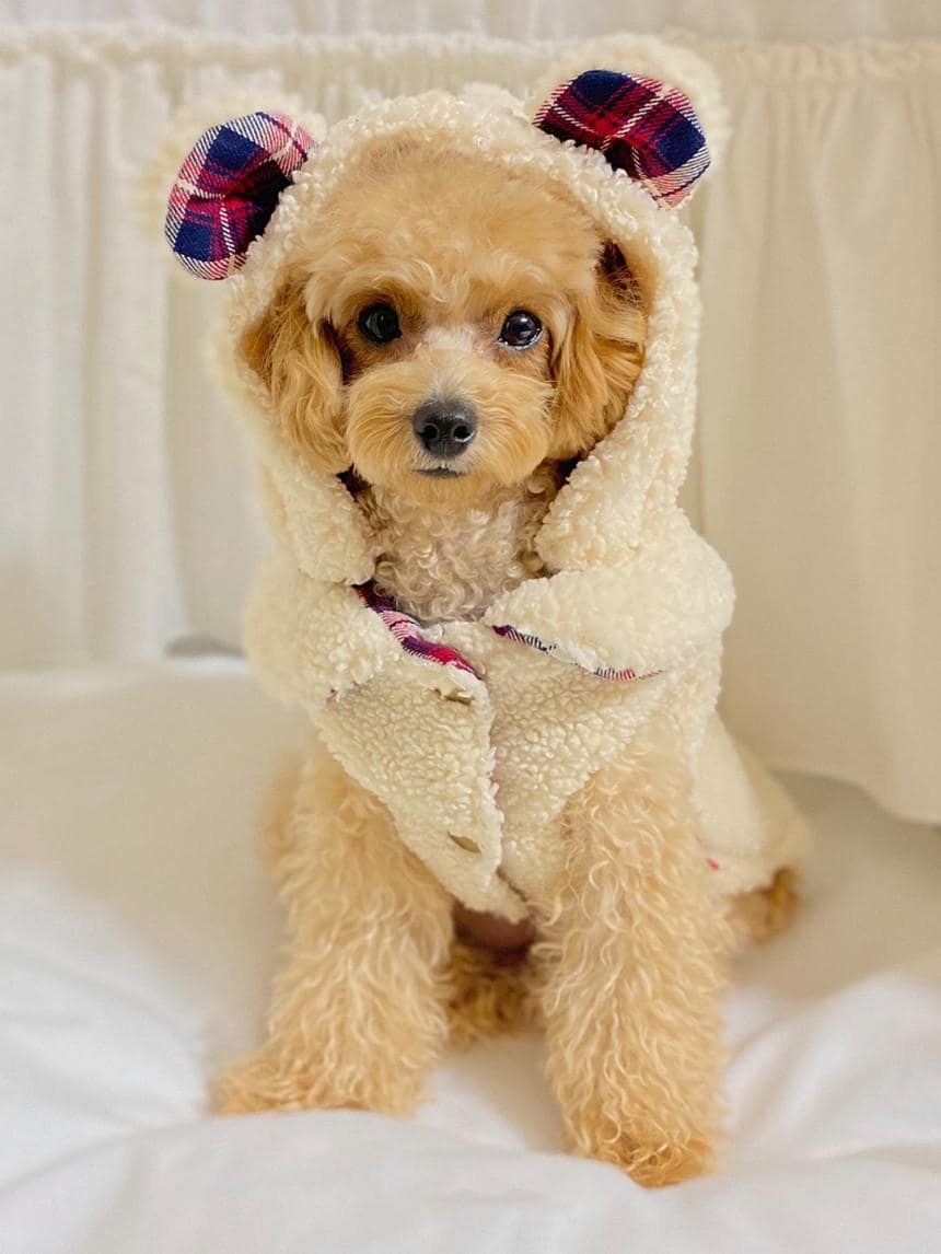 Bear Ears Plaid Sherpa Jacket, S-XL, Small Dog Clothes, Dog Winter Vest, Dog Cozy Outfit, Dog Jacket, Gift for Furry Friends, NKPUP - NKpup