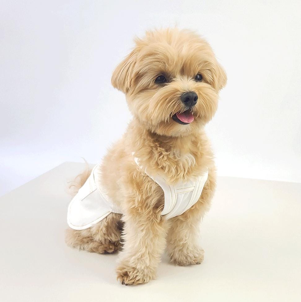 Denim Jogger Pants, S-2XL, Dog Jumpsuit, Pet Clothing, Dog Skirt, Dog Winter Top, Dog Fashion, Dog Apparel, Pet Clothing - NKpup