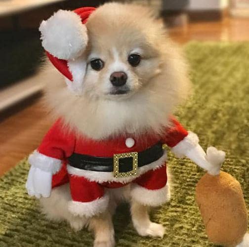 Santa Costume, XS-XL, Christmas Pet Costume, Chucky Dog Costume, Party Dog Costume, Cat Costumes, Dog Clothes, Pet Clothing - NKpup