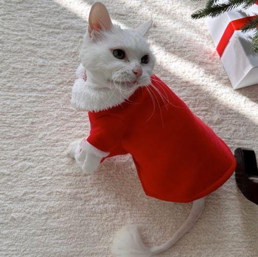 White cat wearing a red Christmas Santa dog costume dress
