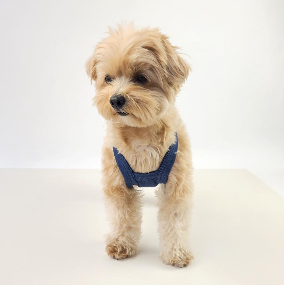 NKpup denim dog suspender overalls in blue
