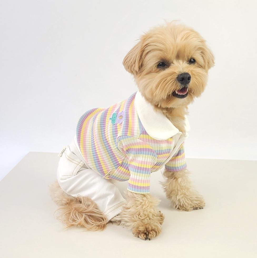 Dog in a colorful striped shirt and white denim suspender overalls