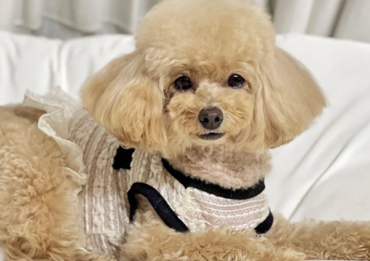 Elegant Tweed Ruffle Dress, XS-2XL, Dog Clothes, Dog Luxury Jacket, Small Dog Clothes, Dog Fashion, Dog Apparel - NKpup