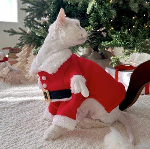 White cat wearing a red Santa Claus dog costume with white faux fur trim and a black belt